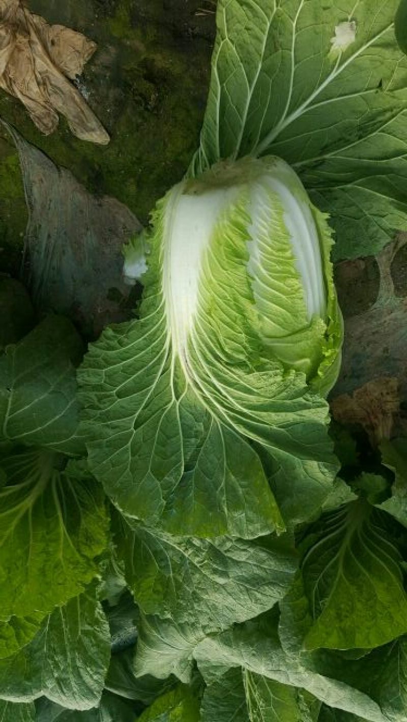 兰陵县黄心白菜无干边，更无烧心，包质量