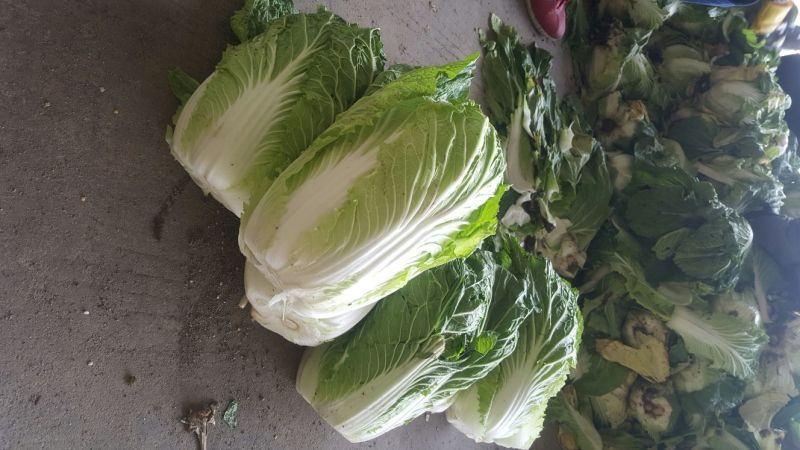 兰陵县黄心白菜无干边，更无烧心，包质量