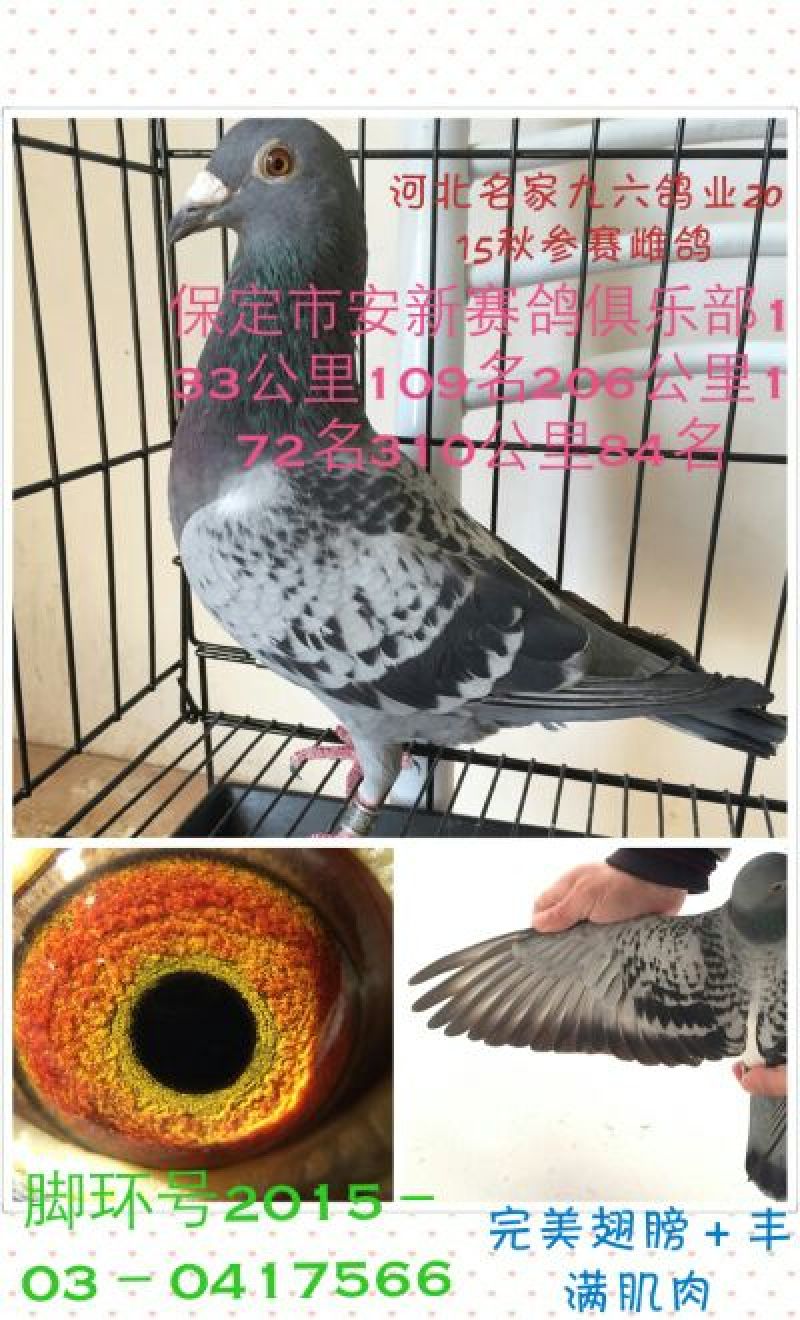 赛鸽信鸽，