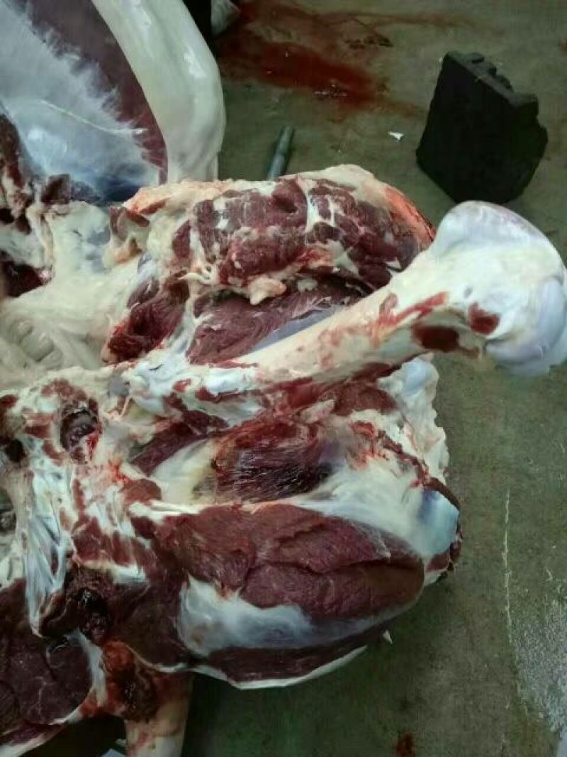 马肉鲜货