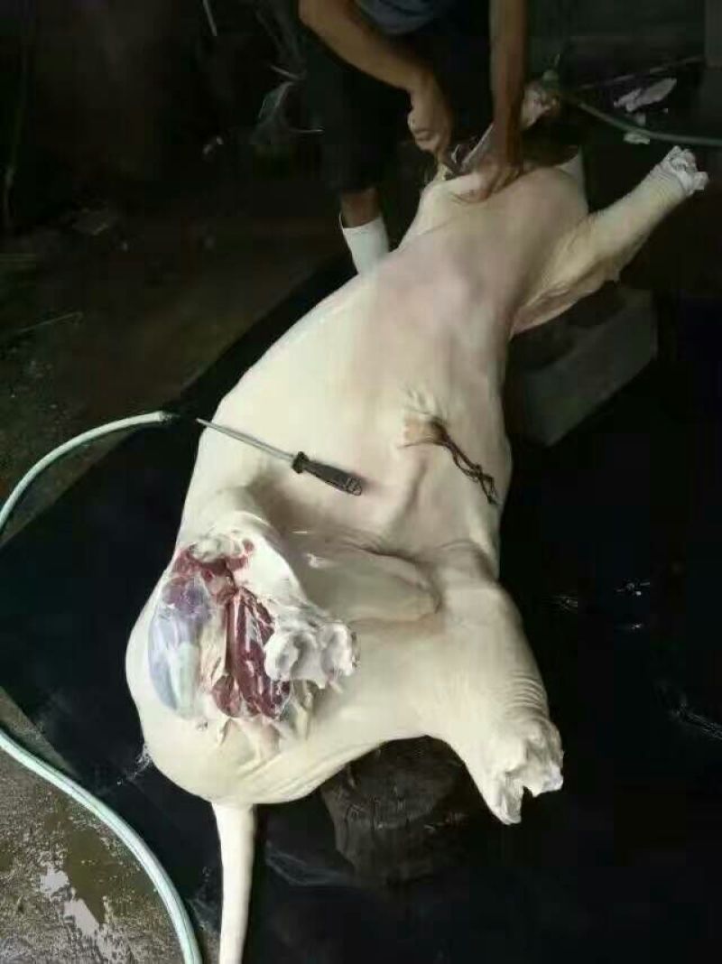马肉鲜货