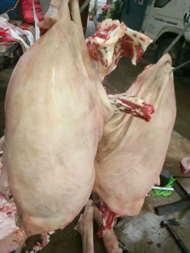 马肉鲜货