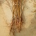 红不软桃树苗70~80cm