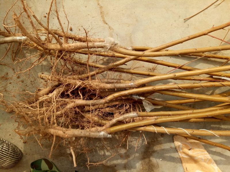 红不软桃树苗70~80cm