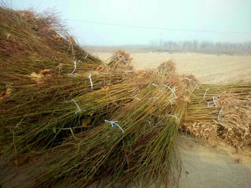 红不软桃树苗70~80cm