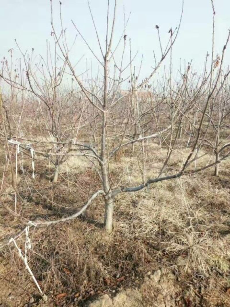 樱桃树苗2年80cm以上