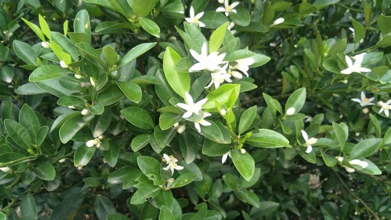 青金桔2~2.5cm
