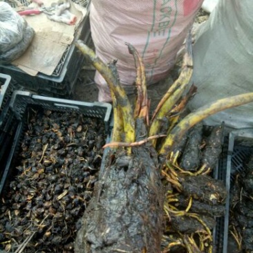 睡莲种苗穴盘苗10cm以下