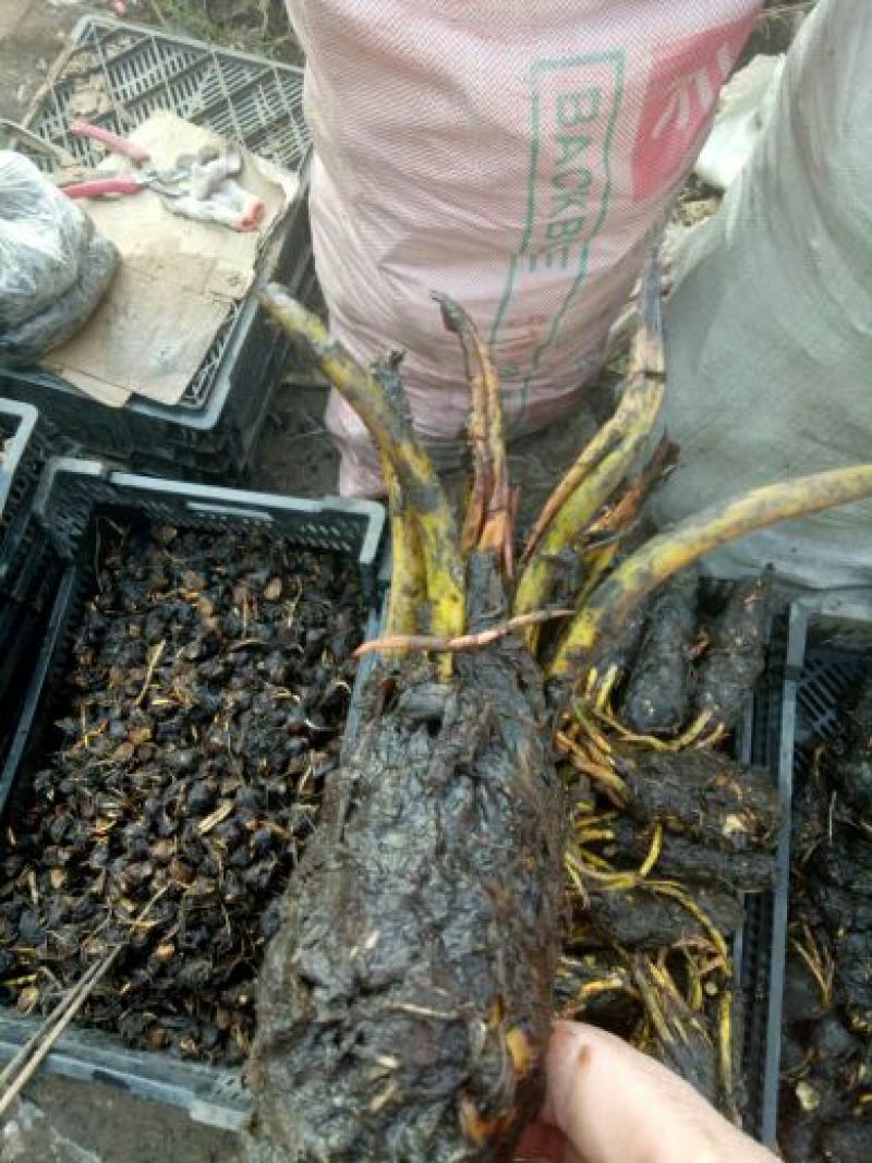 睡莲种苗穴盘苗10cm以下