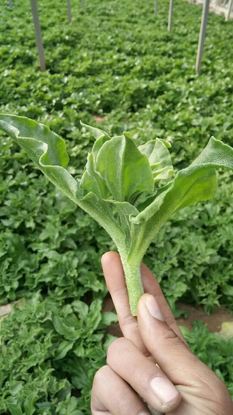 冰草冰菜基地常年供应