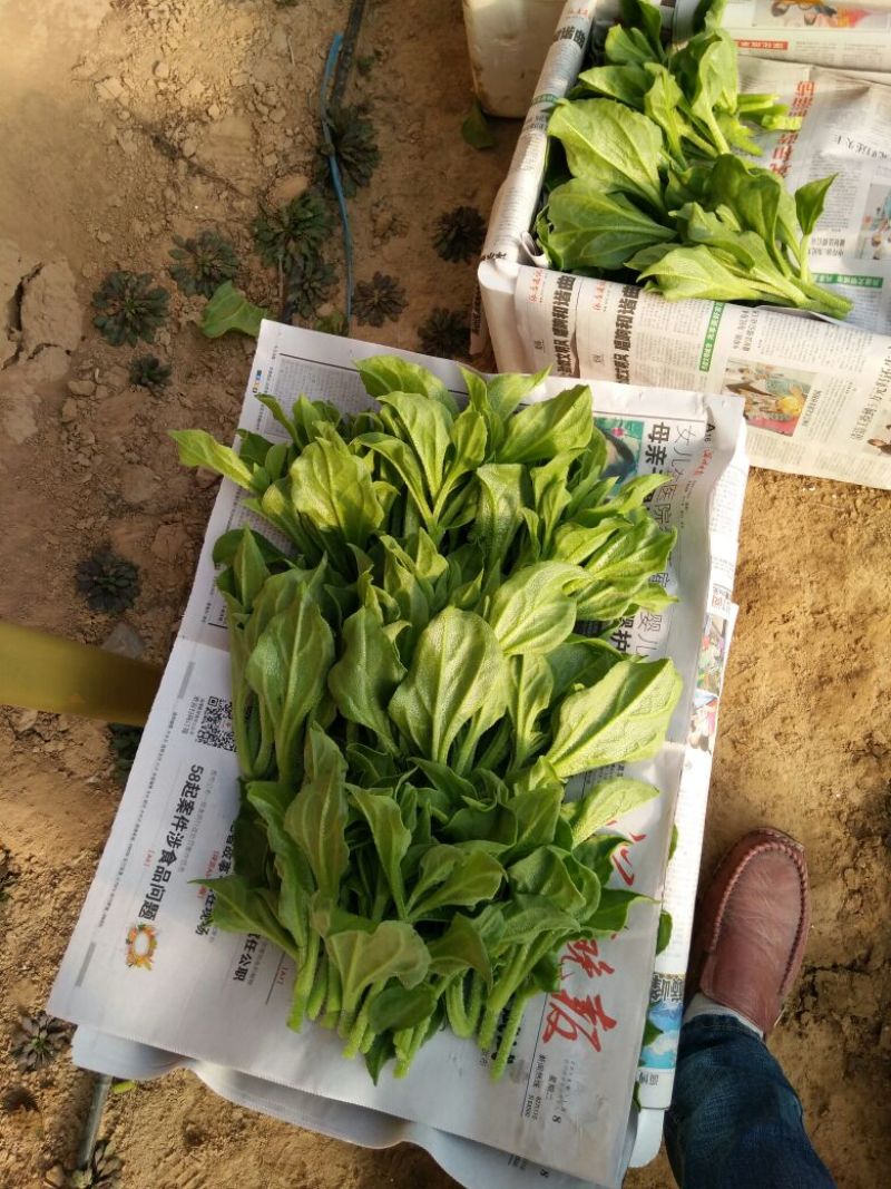 冰草冰菜基地常年供应