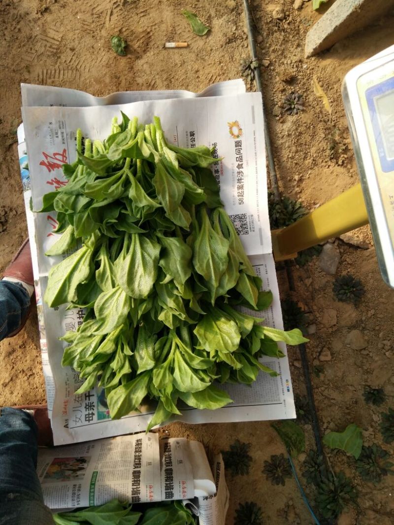 冰草冰菜基地常年供应