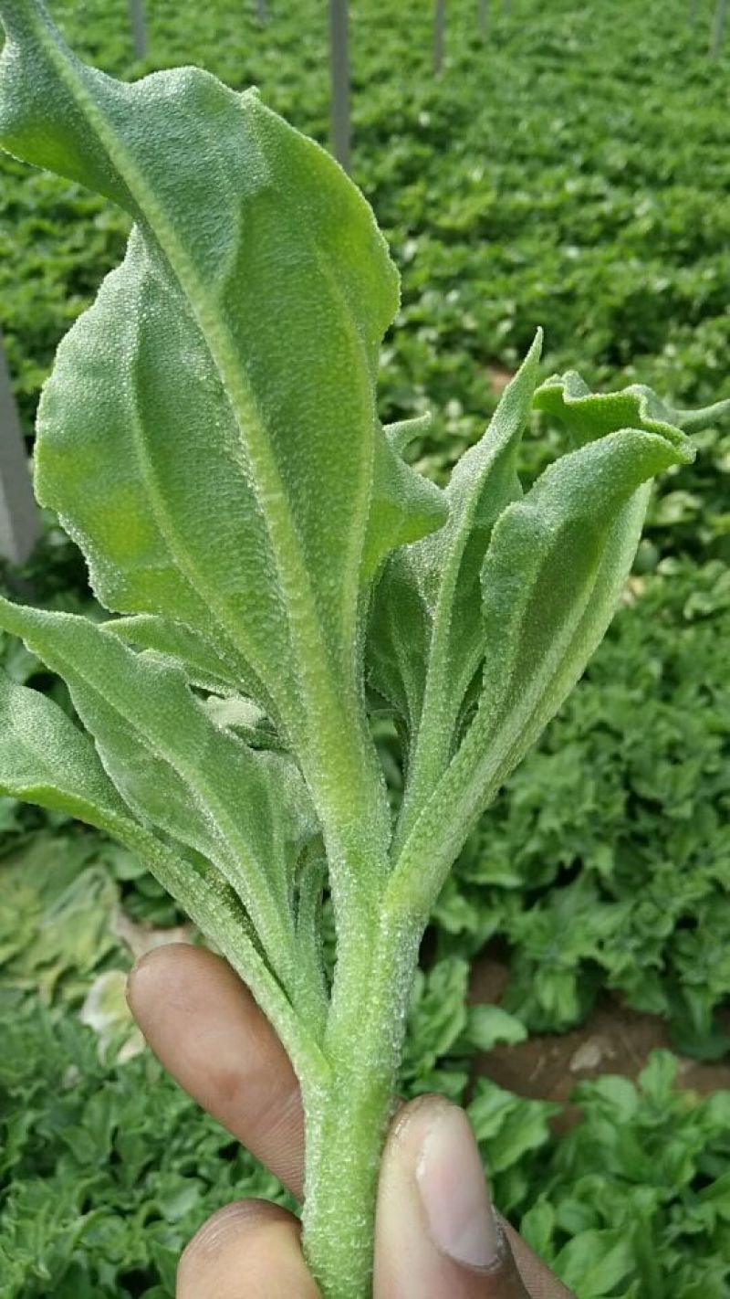 冰草