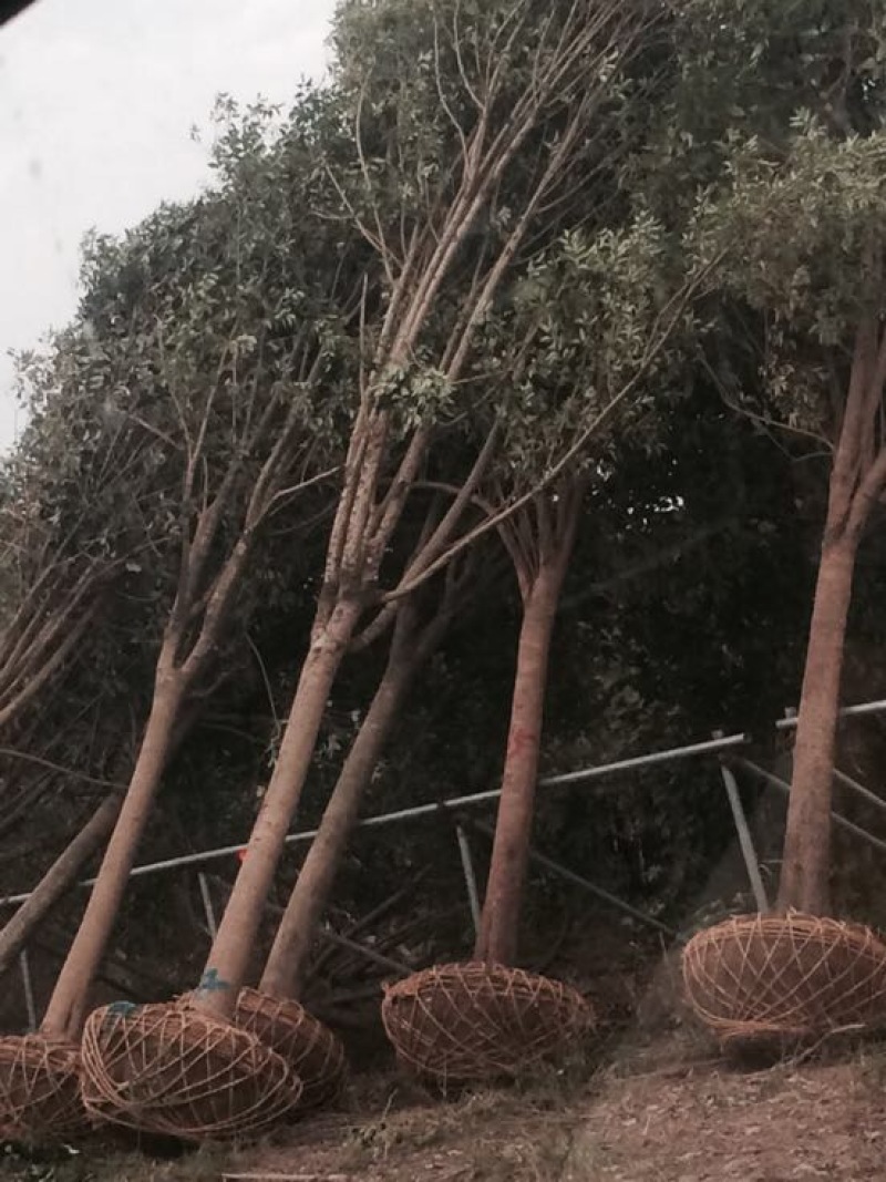 大叶女贞