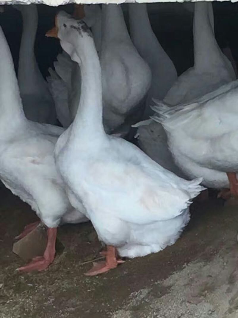 鹅苗250g以下