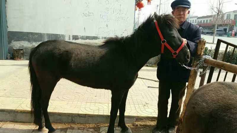 矮马200~300kg