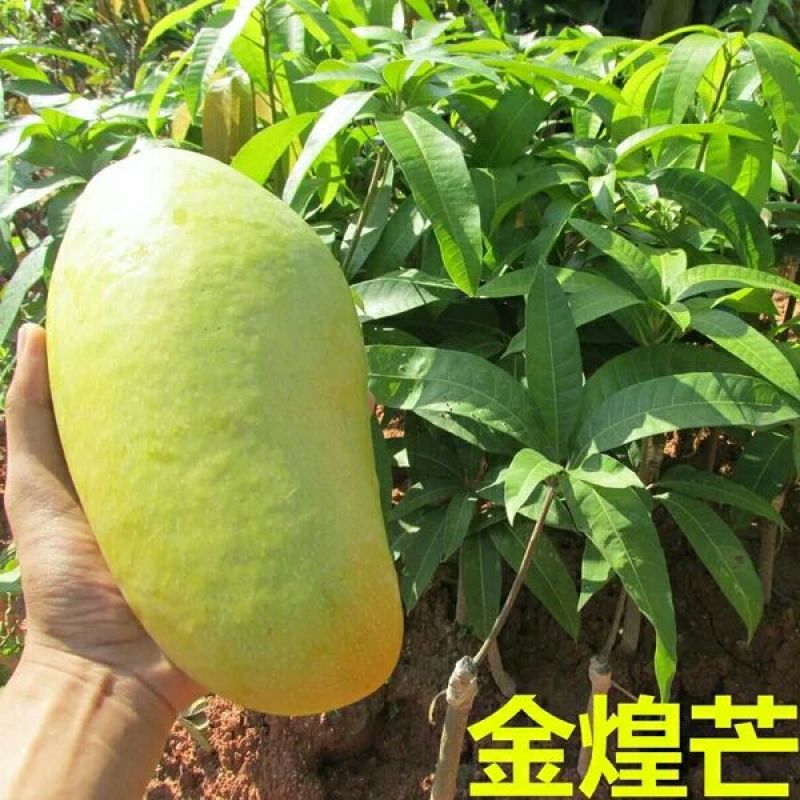 台农芒果苗，嫁接优质苗，包邮