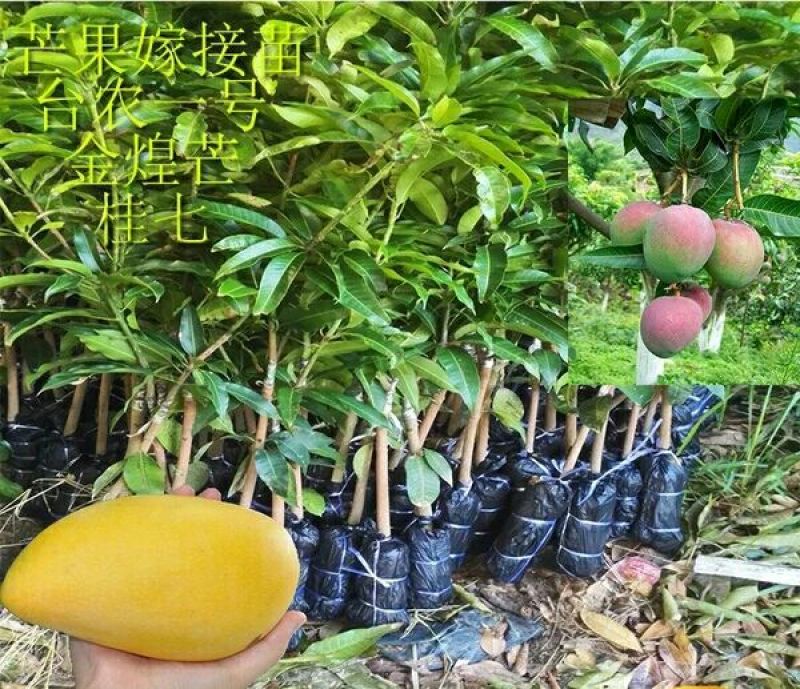 台农芒果苗，嫁接优质苗，包邮
