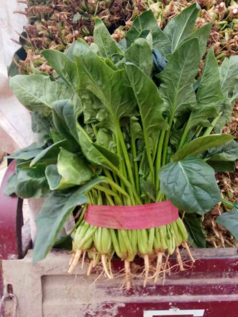 菠菜20~25厘米