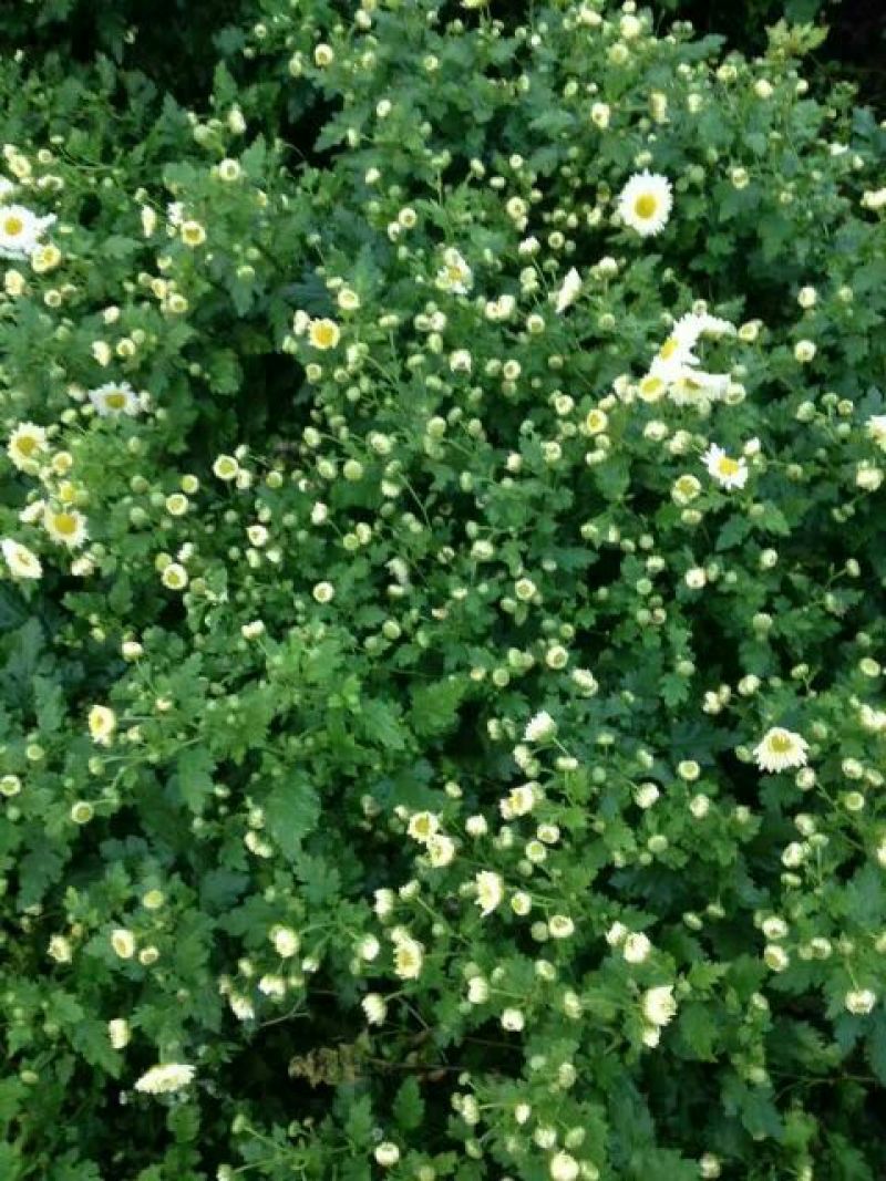 菊花茶