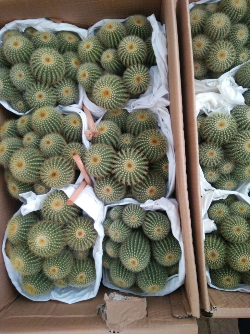 仙人球球形价格合理规格齐全发货及时质量保证