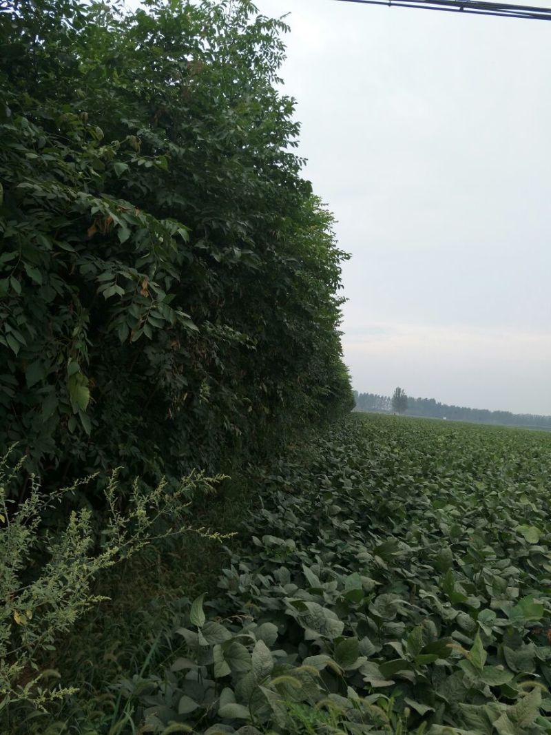 栾树4~6cm4~6cm3~3.5米