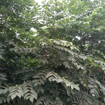 栾树4~6cm4~6cm3~3.5米