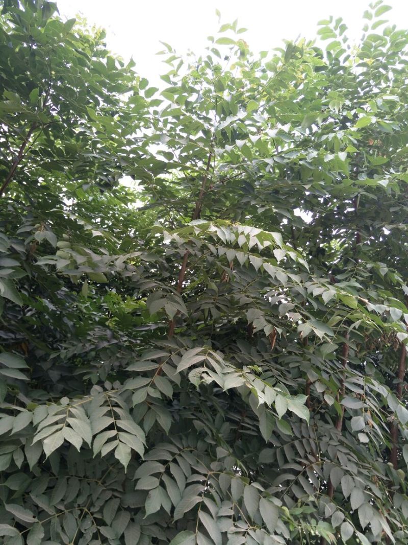 栾树4~6cm4~6cm3~3.5米