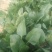 大叶菠菜15~20厘米