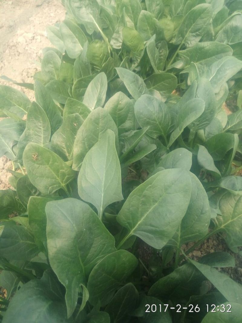 大叶菠菜15~20厘米