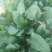 大叶菠菜15~20厘米