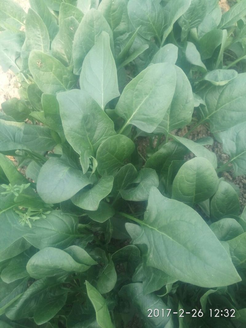 大叶菠菜15~20厘米