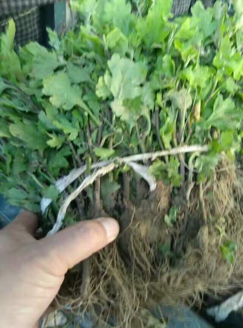 菊花种苗、金丝黄菊、婺源黄菊、药菊、杭白菊、等等