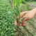 菊花种苗、金丝黄菊、婺源黄菊、药菊、杭白菊、等等