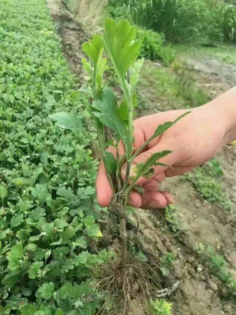 菊花种苗、金丝黄菊、婺源黄菊、药菊、杭白菊、等等
