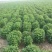 菊花种苗、金丝黄菊、婺源黄菊、药菊、杭白菊、等等