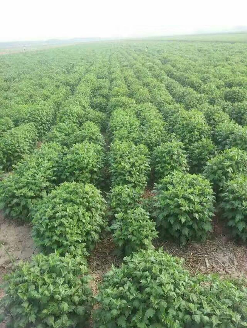 菊花种苗、金丝黄菊、婺源黄菊、药菊、杭白菊、等等
