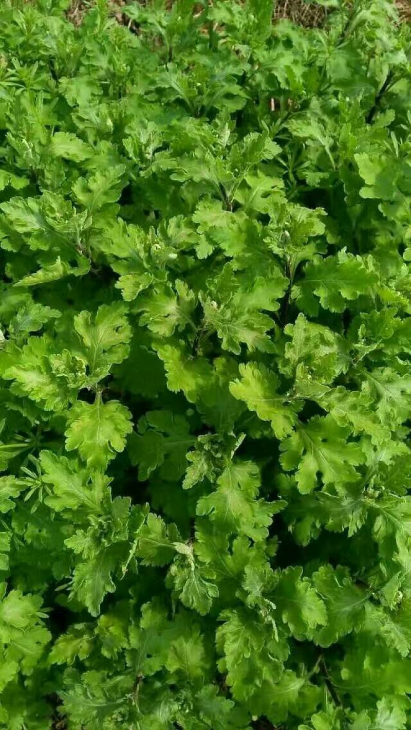 菊花种苗、金丝黄菊、婺源黄菊、药菊、杭白菊、等等