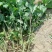 菊花种苗、金丝黄菊、婺源黄菊、药菊、杭白菊、等等
