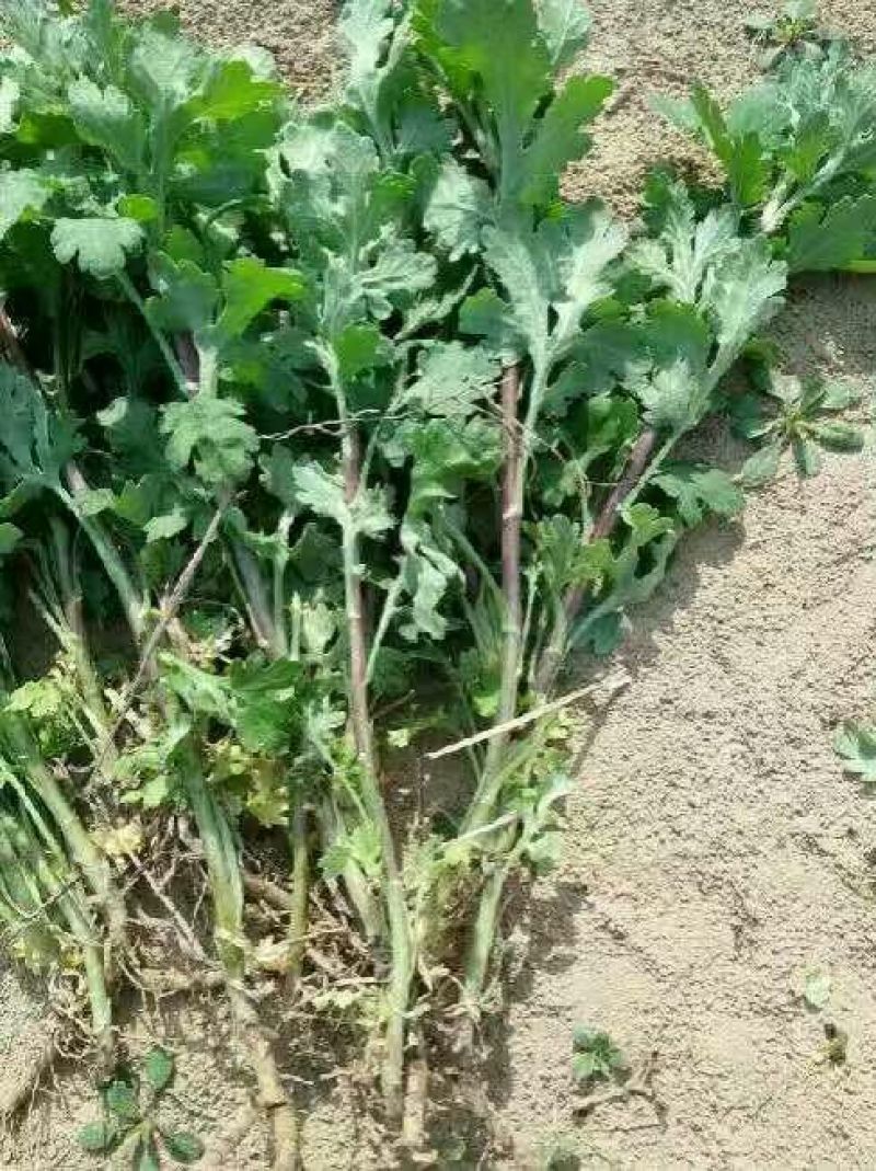 菊花种苗、金丝黄菊、婺源黄菊、药菊、杭白菊、等等