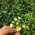 菊花种苗、金丝黄菊、婺源黄菊、药菊、杭白菊、等等
