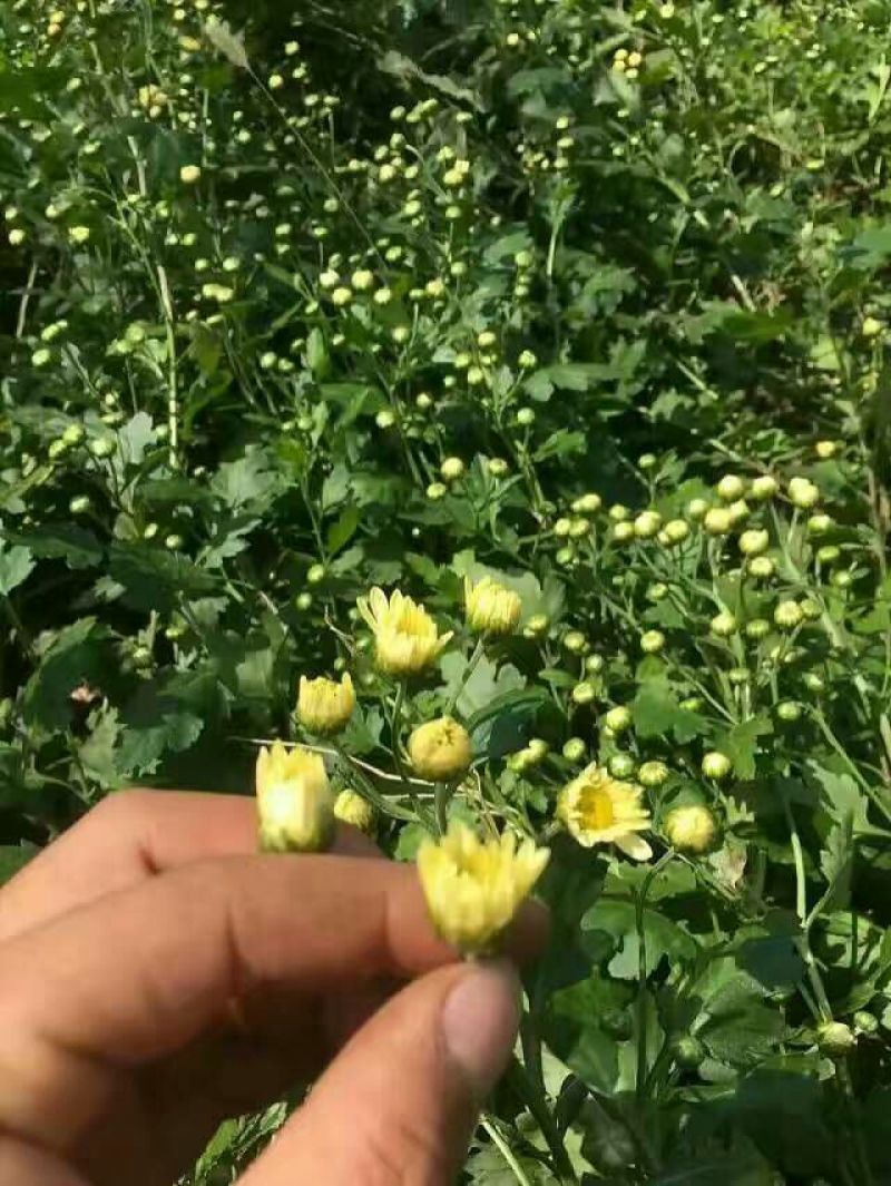 菊花种苗、金丝黄菊、婺源黄菊、药菊、杭白菊、等等
