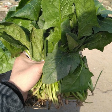 大叶菠菜20~25厘米