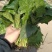 大叶菠菜20~25厘米