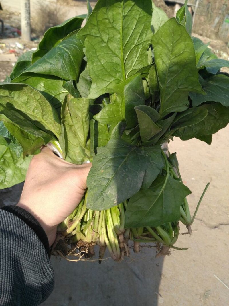 大叶菠菜20~25厘米