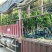 金煌芒树苗1~1.5m
