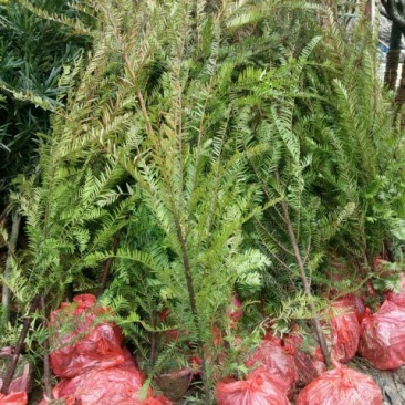 精品红豆杉，红豆杉小苗，红豆杉树，红豆杉球