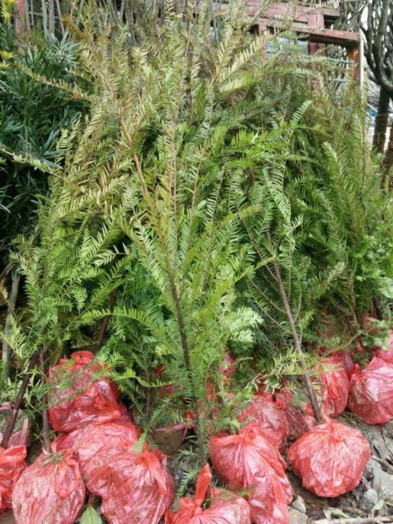 精品红豆杉，红豆杉小苗，红豆杉树，红豆杉球