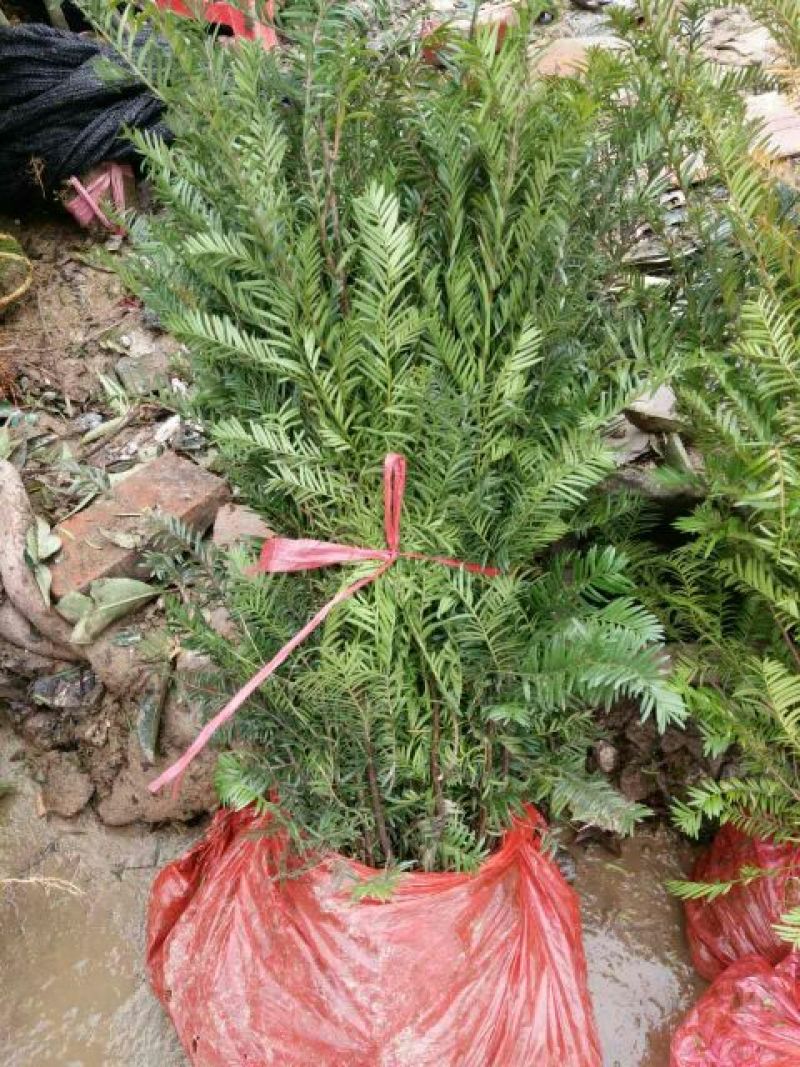 精品红豆杉，红豆杉小苗，红豆杉树，红豆杉球