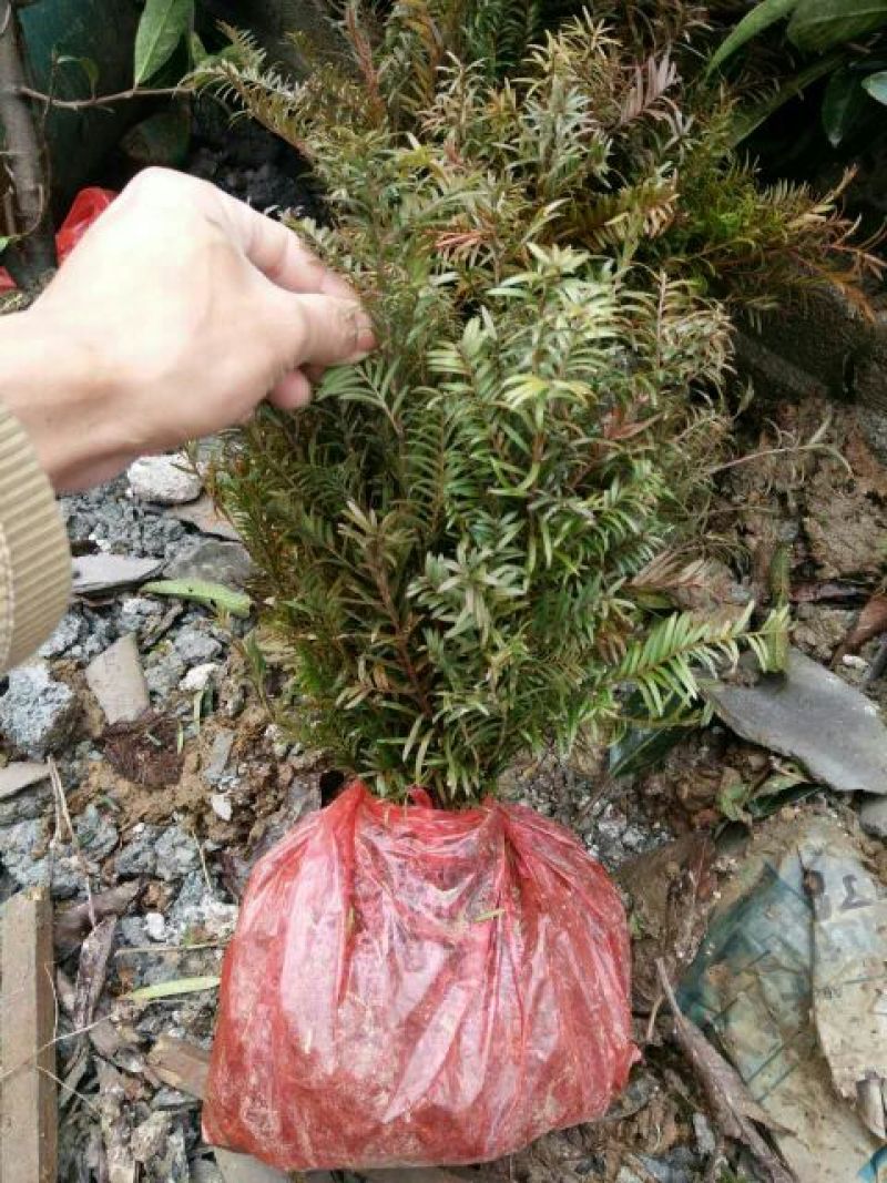 精品红豆杉，红豆杉小苗，红豆杉树，红豆杉球
